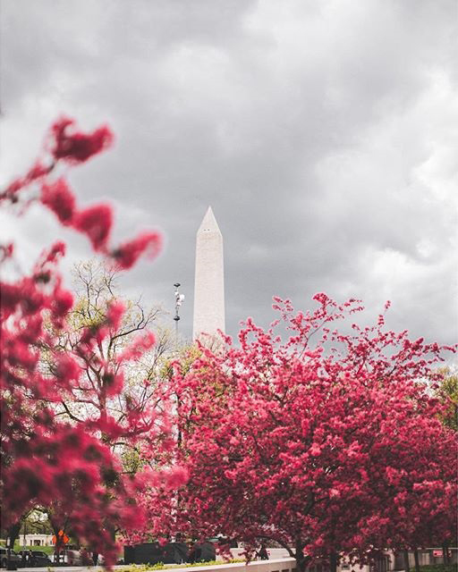 @jtrend_ here! I'll be taking over the @alaskaair account this weekend sharing some of my favorite shots while I wander around DC! Stoked to share this journey with you. (Photo 1 DC cherry blossoms)
