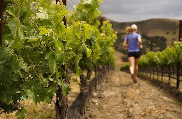 Today I had the pleasure of touring a winery in the American Riviera. The vineyards were so beautiful that I just had to do a little jog through the grounds --- followed by tasting some delicious wine, of course! 
