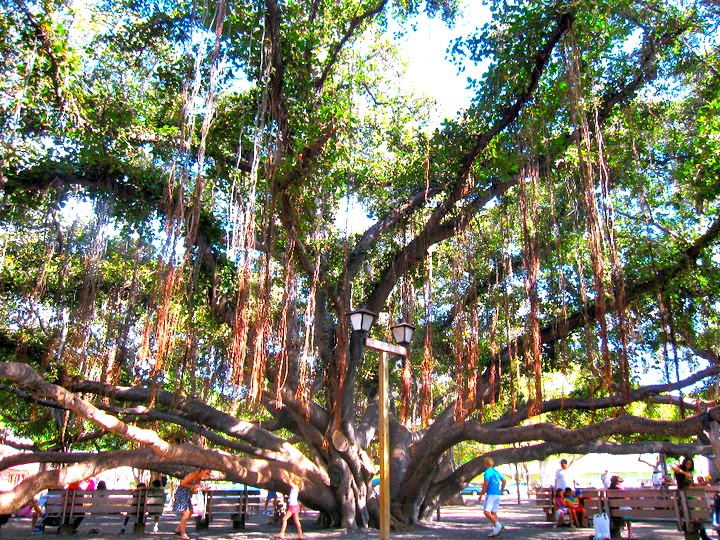 maui banyan tree
