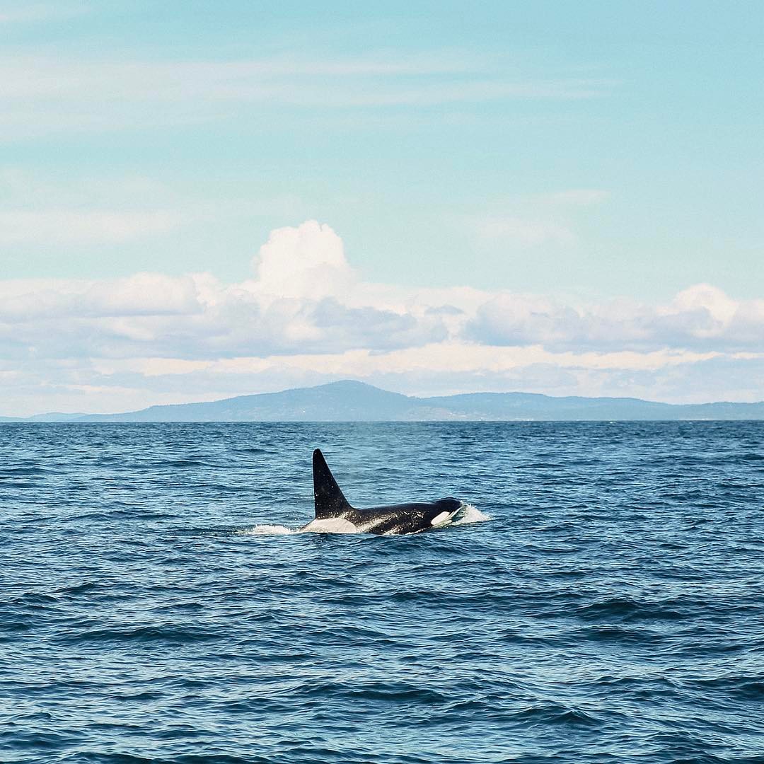 Transient Orcas are among us! We lucked out getting to witness these beautiful creatures in the wild. An experience we'll never forget!